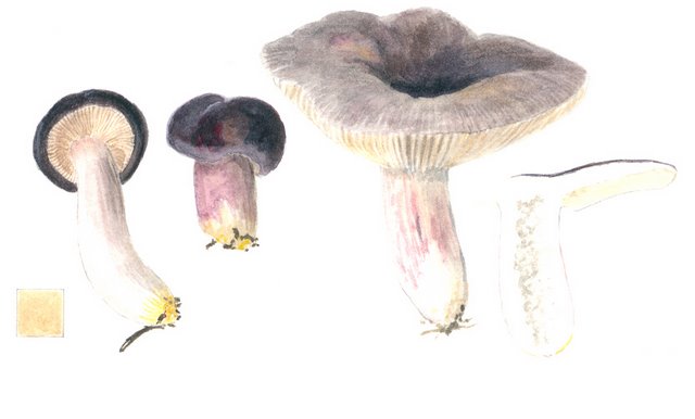 Russula queletii group